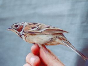 Emberiza fucata - Chestnut-eared Bunting - Rödkindad sparv