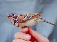 Emberiza fucata Happy Island (Shijiu Tuodao), Hebei, China 19980517 (1)