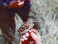 Emberiza fucata Happy Island (Shijiu Tuodao), Hebei, China 19980517 (10)