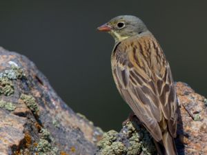 Emberiza hortulana - Ortolan Bunting - Ortolansparv