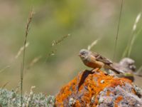 Emberiza hortulana Nemrut Dagi, Turkey 20120704 124