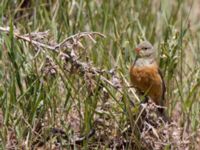 Emberiza hortulana ad male Ishak Pasha Palace, Turkey 20120702 307