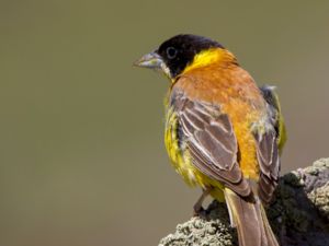 Emberiza melanocephala - Black-headed Bunting - Svarthuvad sparv