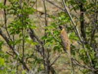 Emberiza melanocephala male Valley 1.1 km WSW Dalis Reservoir Tower, Chachuna, Kakheti, Georgia 20180427_1177