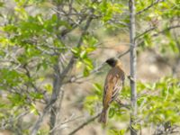 Emberiza melanocephala male Valley 1.1 km WSW Dalis Reservoir Tower, Chachuna, Kakheti, Georgia 20180427_1186