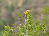 Emberiza melanocephala male Valley 4.4 km NW Dalis Reservoir Tower, Chachuna, Kakheti, Georgia 20180427_1216