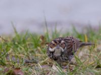 Emberiza pusilla Kärleksstigen, Falsterbo, Vellinge, Skåne, Sweden 20150208_0135