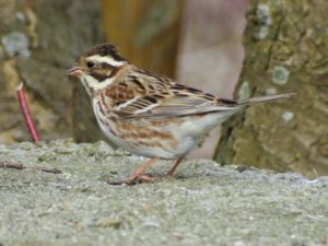 Emberiza rustica - Rustic Bunting - Videsparv