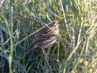 Emberiza rustica Lagunkullen, Ribersborg, Malmö, Skåne, Sweden 20211012_0221