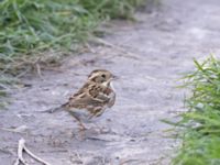 Emberiza rustica Lagunkullen, Ribersborg, Malmö, Skåne, Sweden 20211012_0348