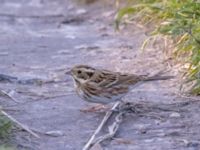 Emberiza rustica Lagunkullen, Ribersborg, Malmö, Skåne, Sweden 20211012_0410