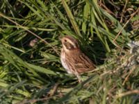 Emberiza rustica Lagunkullen, Ribersborg, Malmö, Skåne, Sweden 20211012_0552