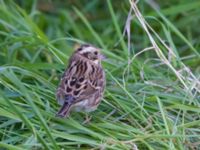 Emberiza rustica Lagunkullen, Ribersborg, Malmö, Skåne, Sweden 20211012_0630