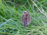 Emberiza rustica Lagunkullen, Ribersborg, Malmö, Skåne, Sweden 20211012_0642