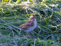 Emberiza rustica Lagunkullen, Ribersborg, Malmö, Skåne, Sweden 20211012_0686