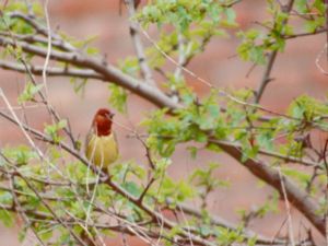 Emberiza rutila - Chestnut Bunting - Rödbrun sparv