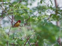 Emberiza rutila ad male Happy Island (Shijiu Tuodao), Hebei, China 19980517 (22)