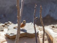 Emberiza sahari male Talat Marghn, Morocco 20180223_0005