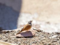 Emberiza sahari male Talat Marghn, Morocco 20180223_0007