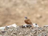 Emberiza sahari male Talat Marghn, Morocco 20180223_0010