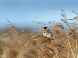 Emberiza schoeniclus - Reed Bunting - Sävsparv