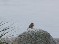 Emberiza schoeniclus Kåsen, Malmö, Skåne, Sweden 20151009_0018