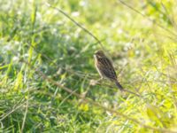 Emberiza schoeniclus Tygelsjö ängar, Malmö, Skåne, Sweden 20180925_0003