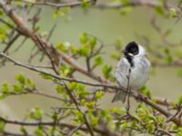 Emberiza schoeniclus ad male Fågeltornet, Klagshamns udde, Malmö, Skåne, Sweden 20160430_0034