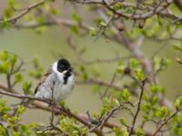 Emberiza schoeniclus ad male Fågeltornet, Klagshamns udde, Malmö, Skåne, Sweden 20160430_0037