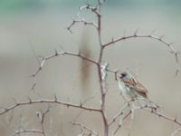 Emberiza spodocephala ad male Happy Island (Shijiu Tuodao), Hebei, China 19980510 (22)