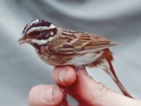 Emberiza tristrami ad female Happy Island (Shijiu Tuodao), Hebei, China 19980509B (16)