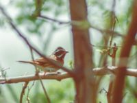 Emberiza tristrami male Happy Island (Shijiu Tuodao), Hebei, China 19980508 (23)