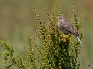 Emberiza calandra - Corn Bunting - Kornsparv