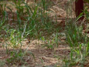 Emberiza elegans - Yellow-throated Bunting - Praktsparv