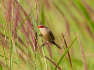 Estrilda astrild - Common Waxbill - Helenaastrild