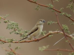 Euodice malabarica - Indian Silverbill - Indisk silvernäbb