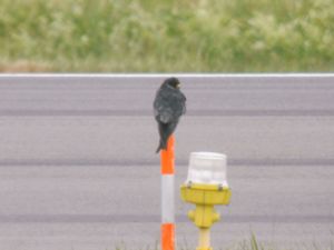 Falco amurensis - Amur Falcon - Amurfalk