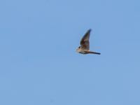 Falco columbarius Käglinge hästbacke, Malmö, Skåne, Sweden 20160924_0006