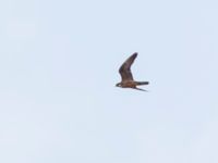 Falco eleonorae 2cy light Avdou dam, Crete, Greece 20110929B (24)