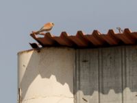 Falco naumanni ad male Dalis Reservoir, Chachuna, Kakheti, Georgia 20180427B_1087