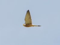 Falco naumanni ad male Dalis Reservoir, Chachuna, Kakheti, Georgia 20180427B_1113