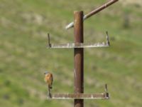 Falco naumanni ad male Dalis Reservoir, Chachuna, Kakheti, Georgia 20180427_1073