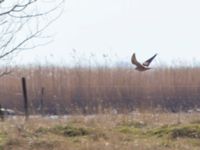 Falco rusticolus 2cy Malmödammen, Tygelsjö ängar, Malmö, Skåne, Sweden 20160324B_0161