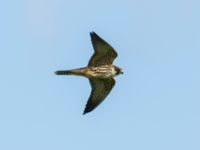 Falco subbuteo 1cy Almåsa, Malmö, Skåne, Sweden 20170916B_0200