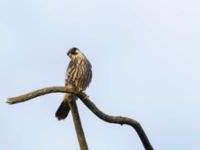 Falco subbuteo 1cy Lilla kalkbrottet, Klagshamns udde, Malmö, Skåne, Sweden 20190904_0030