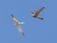 Sterna hirundo ad et Falco tinnunculus ad female Tygelsjö ängar, Malmö, Skåne, Sweden 20230714_0018