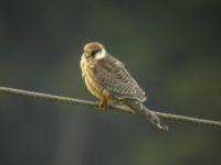 Falco vespertinus 1cy Moahall, Fågeltofta, Tomelilla, Skåne, Sweden 20070816B 021