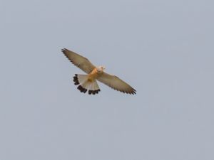 Falco naumanni - Lesser Kestrel - Rödfalk