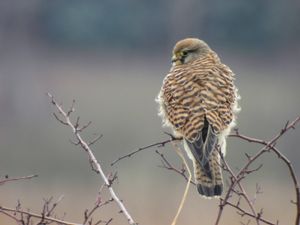 Falco tinnunculus - Common Kestrel - Tornfalk