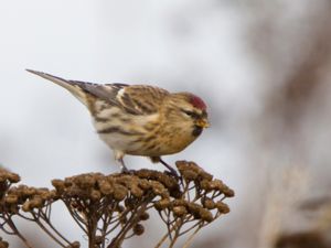 Acanthis cabaret - Lesser Redpoll - Brunsiska